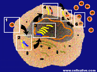 HIV Infection Sequence